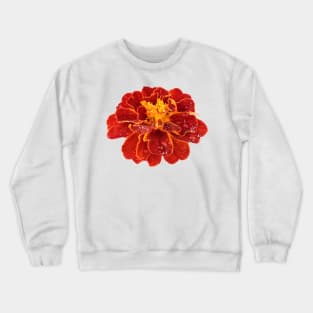 Tagetes patula &#39;Red Cherry&#39; French marigold Crewneck Sweatshirt